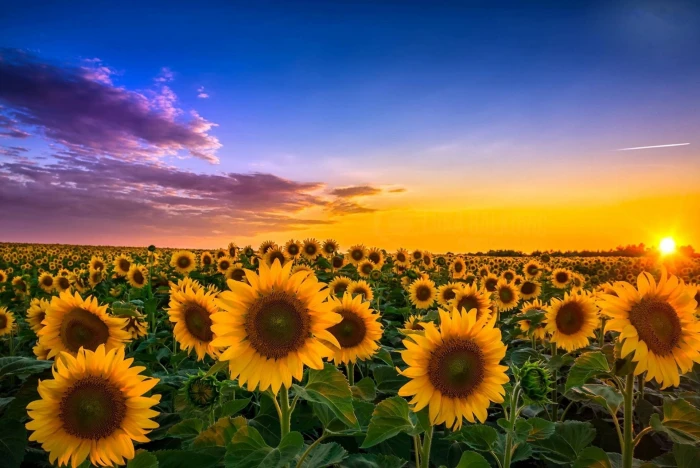 Flowers Sunflower Field Nature Sky Summer Sunrise Yellow Flower 2k