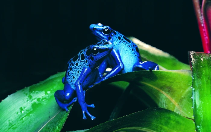 frog animals nature amphibian poison dart frogs animal themes 2k