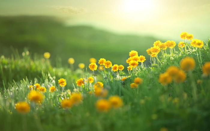 grass green nature plants flowers yellow 2k