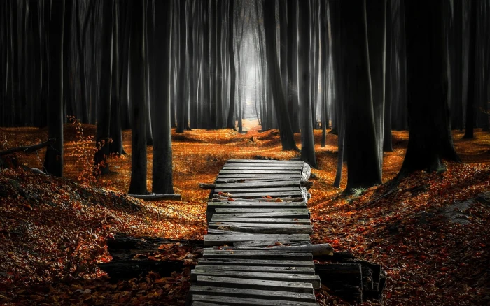 gray wooden bridge landscape nature forest mist path leaves 2k