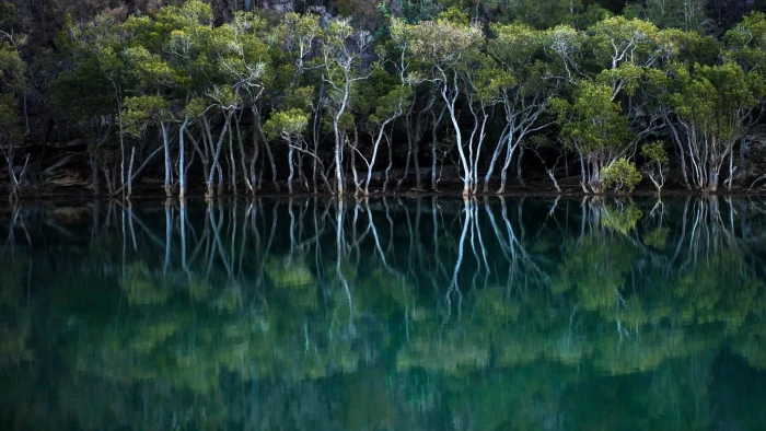 green forest on body of water during daytime reflection nature 2k