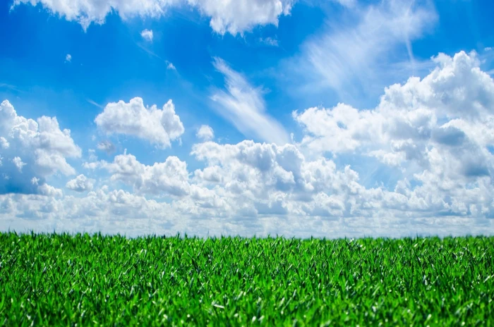 green grass field under blue sky and white clouds background 2k
