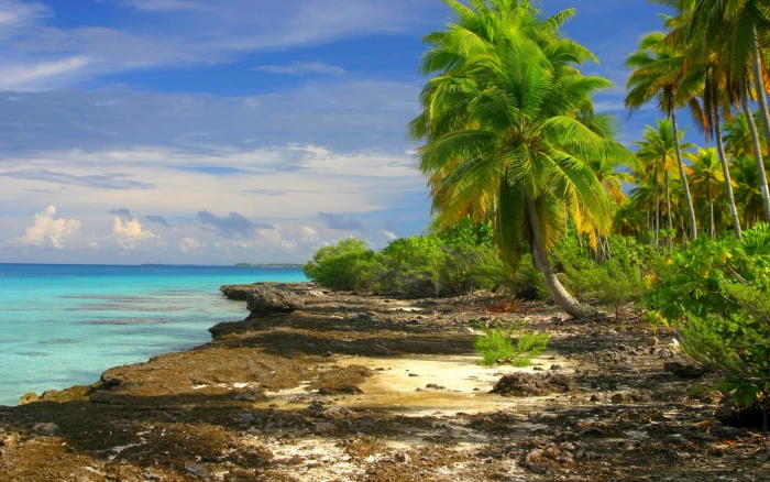 green leaf tree nature landscape tropical beach sea clouds 2k