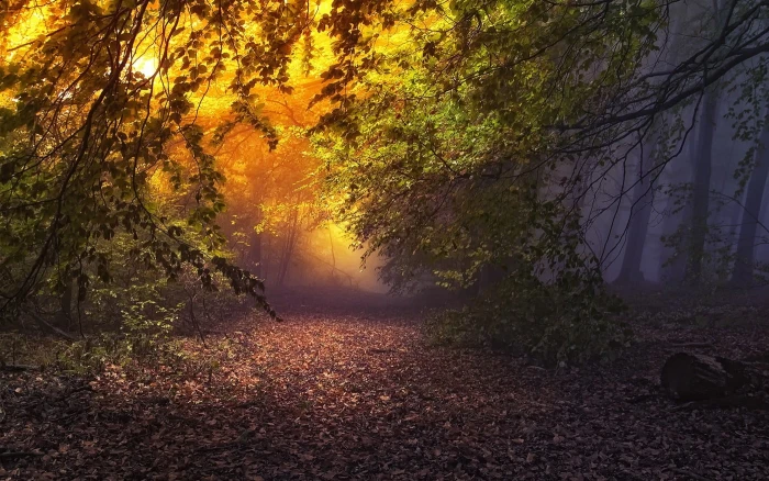 green leafed tree wallpaper leaf trees in forest with sun rays