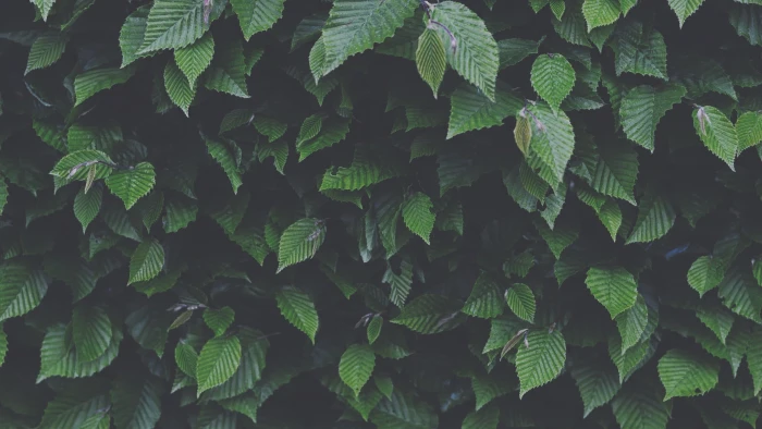 green leafed plant leaves nature full frame backgrounds color 2k