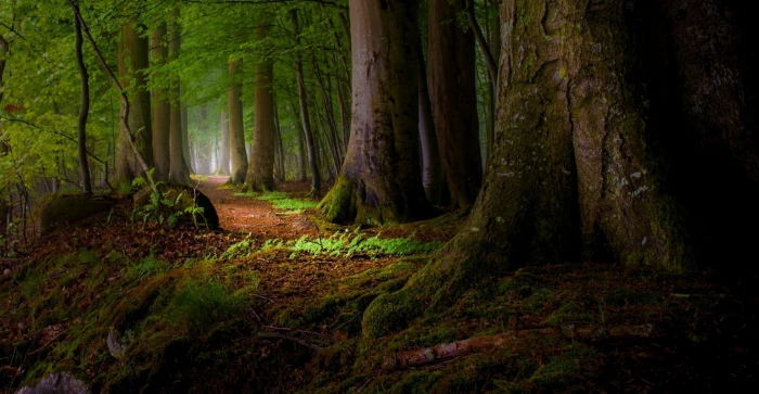 green leafed tree wallpaper nature landscape moss forest 2k