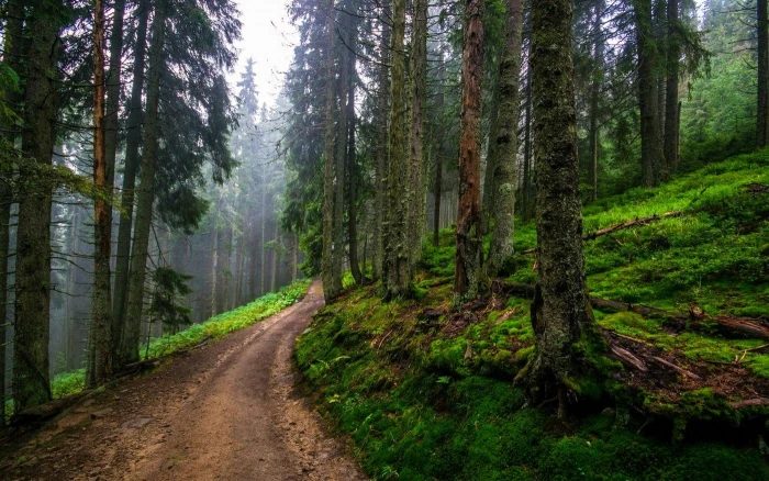 green sod and trees nature landscape dirt road forest hills