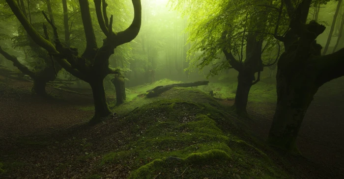 green trees landscape photography of forest with grass 2k