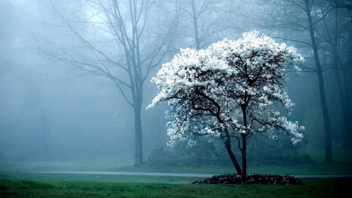hd background nature tree plant fog beauty in 2k