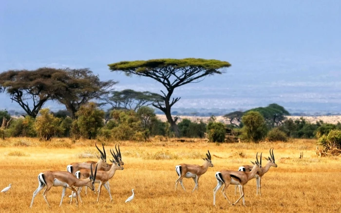 herd of antelopes nature landscape savannah animals wildlife 2k