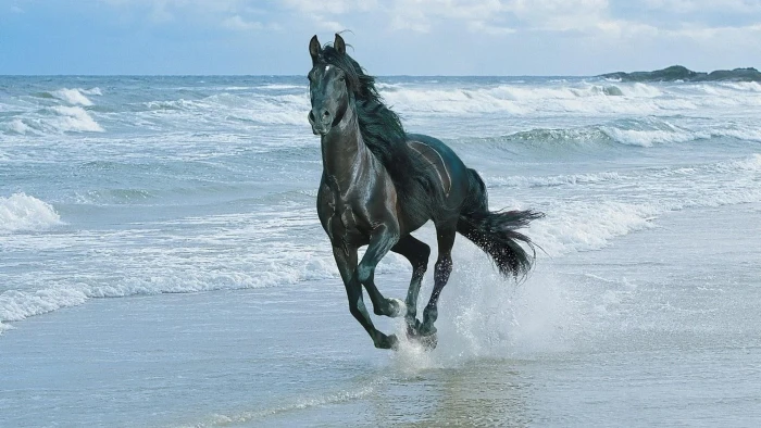 horse beach water sky sea ocean animals 2k