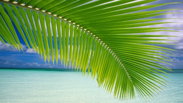 landscape palm trees beach green sea horizon tropical 2k