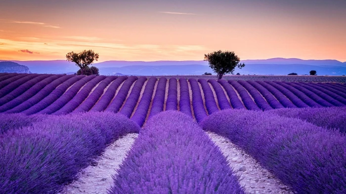 lavender purple sky field french flower morning 2k