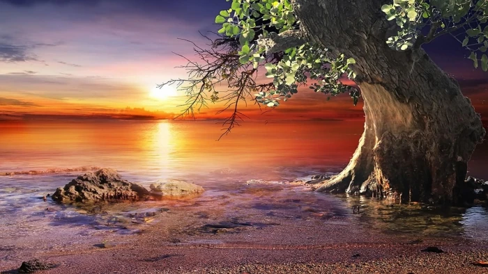 lonely tree sunset beach stone horizon night evening 2k