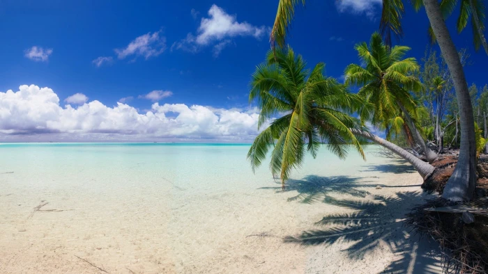 nature landscape beach white sand island palm trees sea 2k