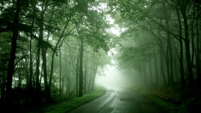 nature landscape forest tree park summer grass outdoor 2k