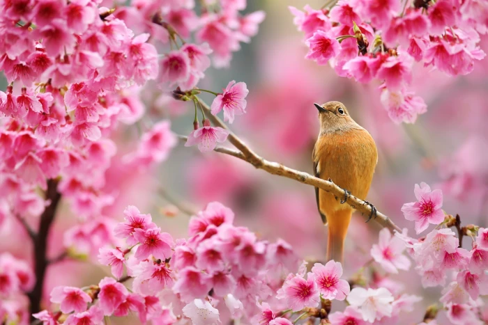 Nature Bird Animals Flowers Plants Depth of Field Cherry Blossom Spring 2k