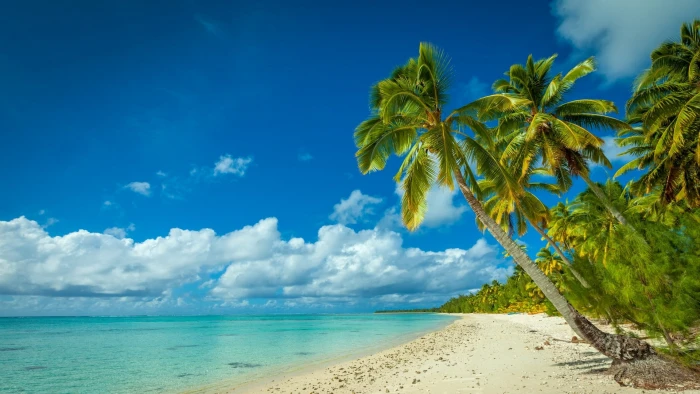 nature landscape beach sea island palm trees tropical 2k