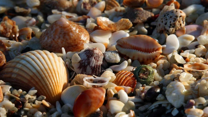 nature nut food brown covering mushroom seed mollusk 2k