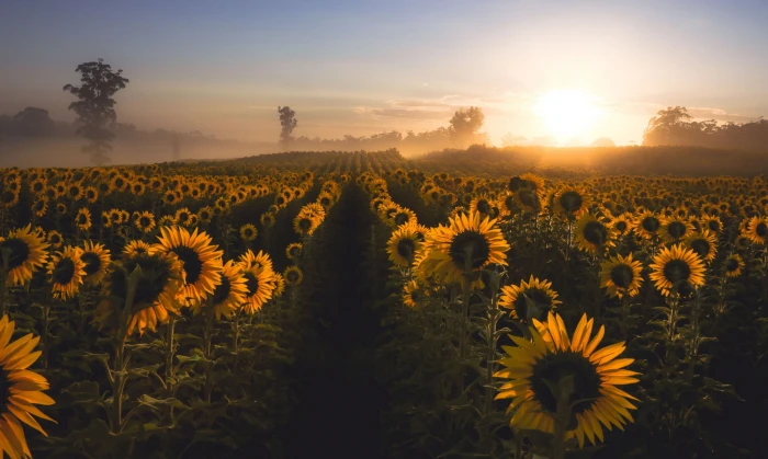 nature sunflowers mist field plant beauty in growth 2k