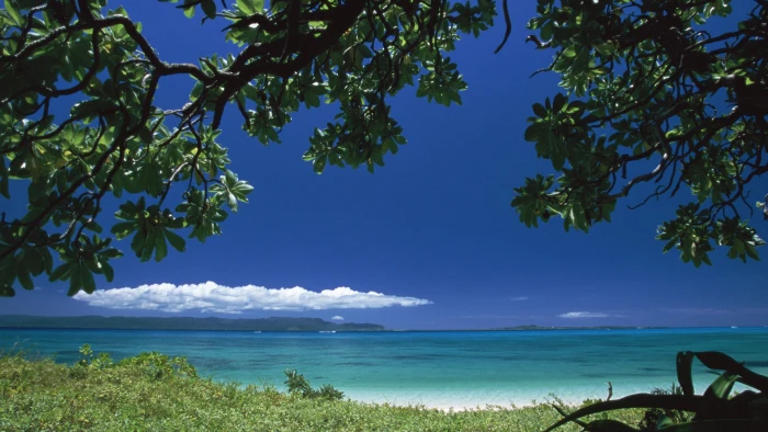 nature true laurel tree water landscape travel beach 2k