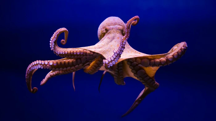 octopus cephalopod marine invertebrates organism biology 2k 4k