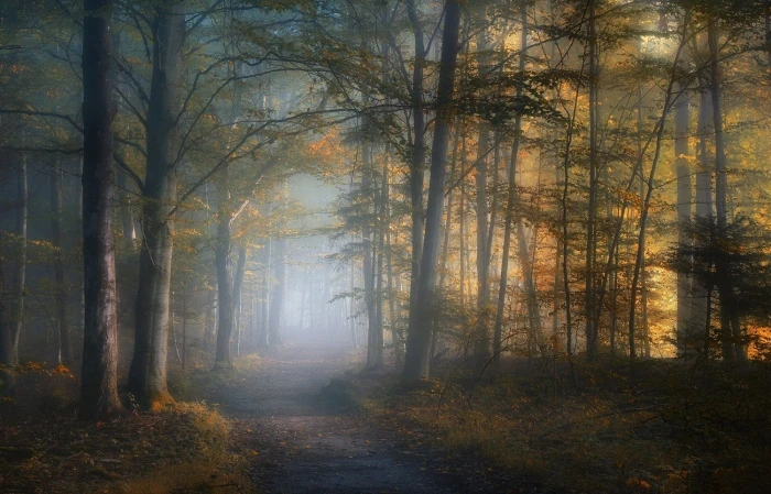 pathway between tall trees wallpaper dirt path with fog 2k