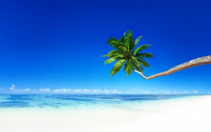 Palm on beach tropical paradise coast Sea Ocean summer 2k
