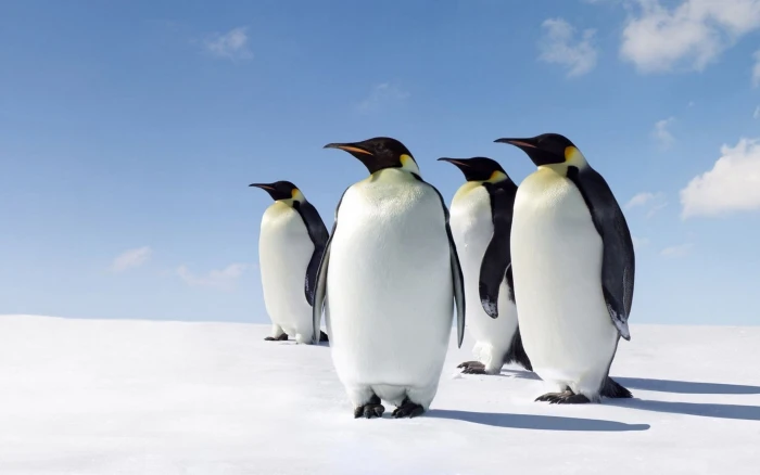 Penguins Morning Sun Antarctica Desktop Hd Wallpaper For Mobile Phones Tablet And P 2k 4k