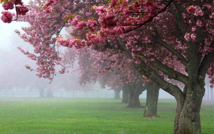 pink cherry blossom trees nature landscape mist 2k