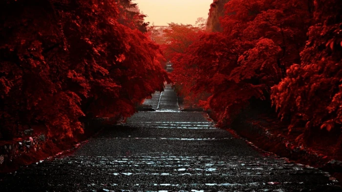 red leafed tree trees road nature leaves outdoors landscape 2k
