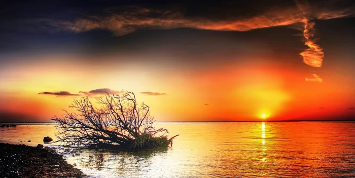silhouette of tree near body water m n sun sunny nature 2k