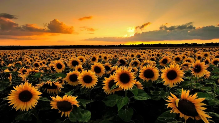 sun flower yellow flowers grass sky sunset field 2k