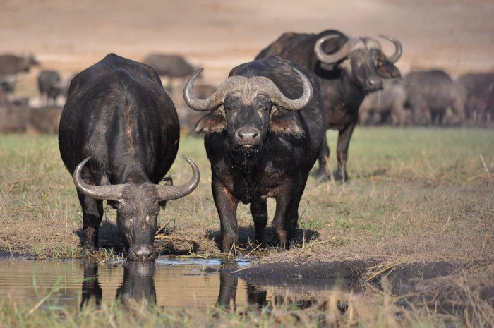 three water buffalo beside body of mammal animal wildlife 2k