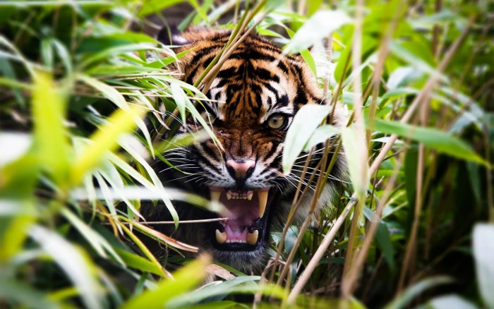 tiger nature animals depth of field plants roar animal themes 2k