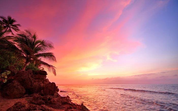 tropical plants landscape beach sea sky water sunset 2k