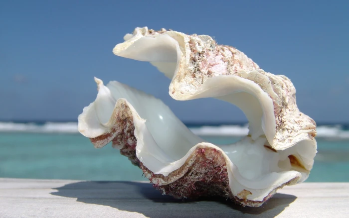 white and brown clam shell sea beach sky nature animal Shell 2k