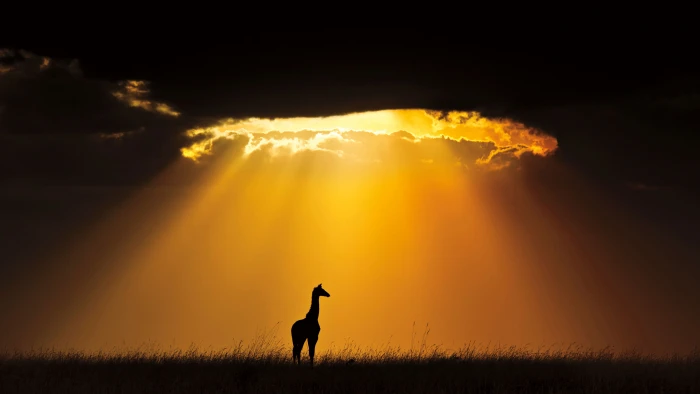 animals sun sunset sunrise star sky silhouette celestial body 2k 4k