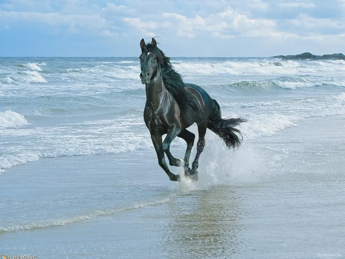 black horse beach running sand spray animal sea nature 2k