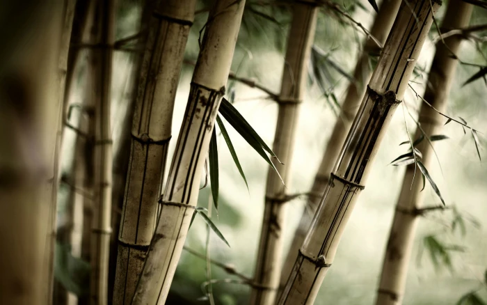 brown bamboo plant leaves nature plants trees Plant 2k