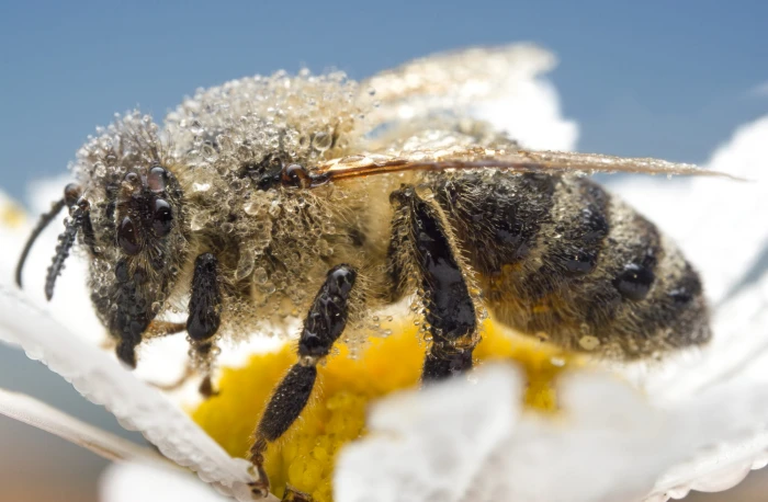 close up photography of yellow and black Bee on white petaled flower apis mellifera 2k
