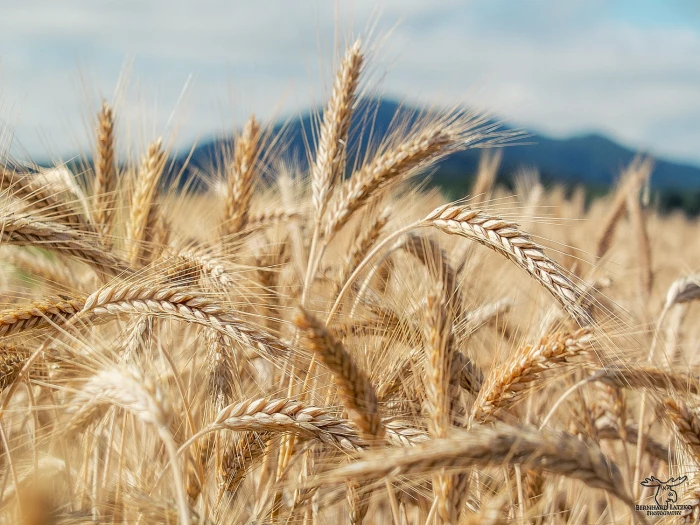 close up photography of wheat field Korn feld fuji carinthia 2k