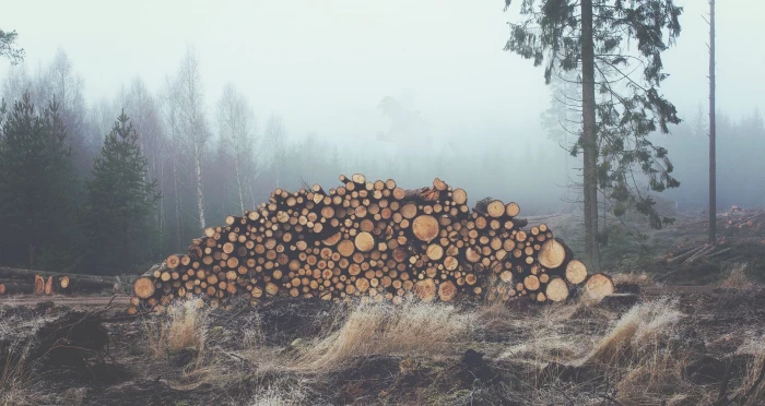 firewood cord mist photography nature landscape log trees 2k