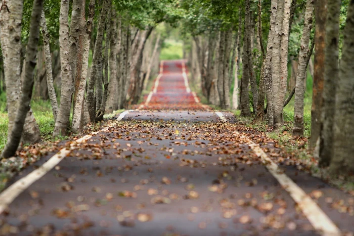 gray concrete road nature tilt shift fall trees leaves forest 2k