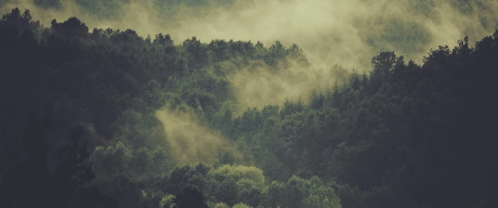 green leaf tree forest mist nature plant beauty in 2k