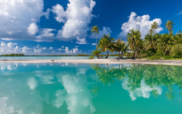 green palm trees and body of water nature tropical island 2k