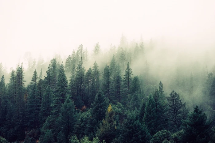 High Angle photography of Green Forest Trees fog foggy haze 2k