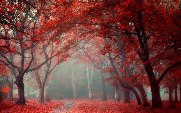 maple tree pathway between red leafed trees landscape nature 2k