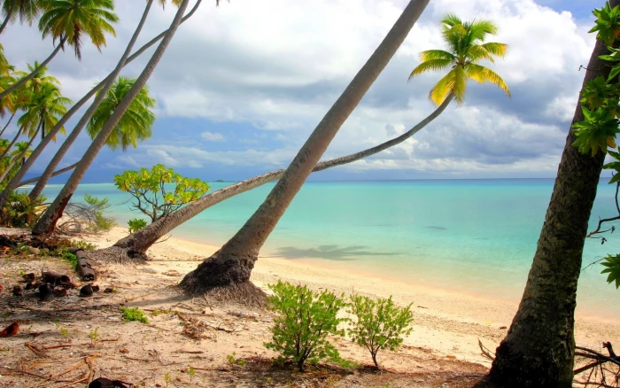 nature landscape beach palm trees island white sand tropical 2k