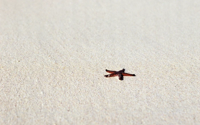 photography nature beach sand starfish 2k